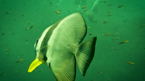 Fledermausfische-Im-Grünen-Wasser-Schwimmen-In-Der-Nähe-Der-Kamera-Mit-Tauchern-Im-Hintergrund