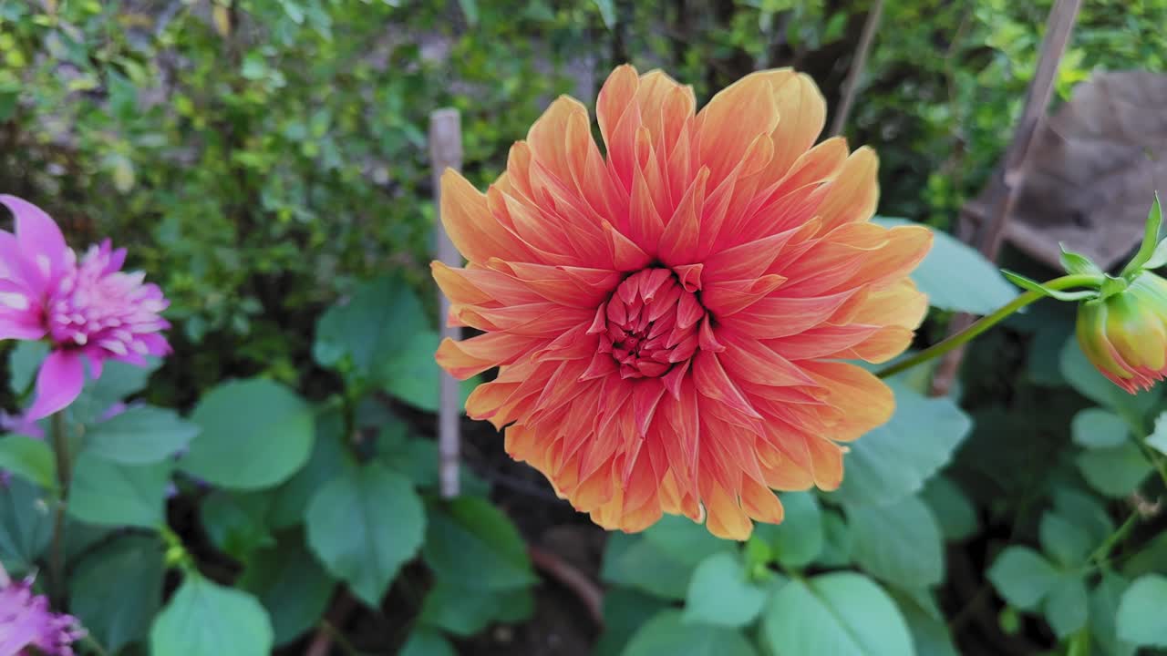Fiore di dalia arancione brillante in piena fioritura con petali a strati, ripreso in primo piano mentre la telecamera orbita dolcemente attorno al fiore in un giardino con morbide foglie verdi