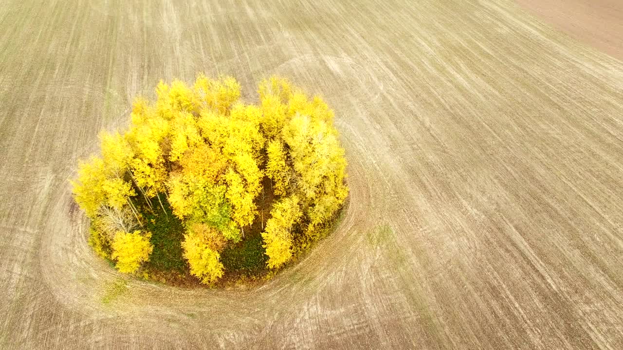 4k воздушный. вверх и вокруг группы желтых деревьев на сельскохозяйственном поле