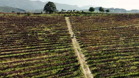 Biker-riding-a-motocross-bike-through-a-vineyard-areal-shot