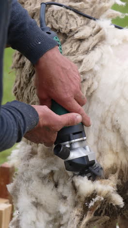 sheep shearing