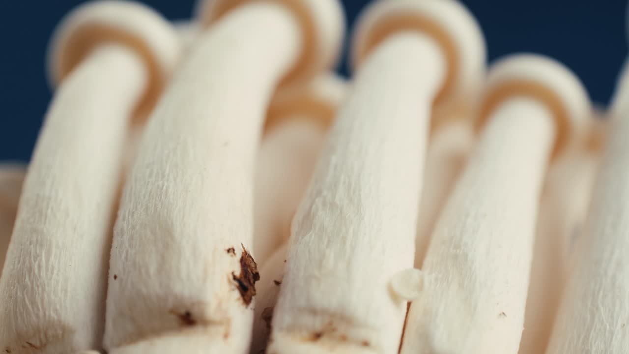 신선한  버섯의 클로즈업