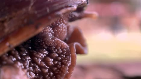 macro shot of a jungle snail coming out of its shell