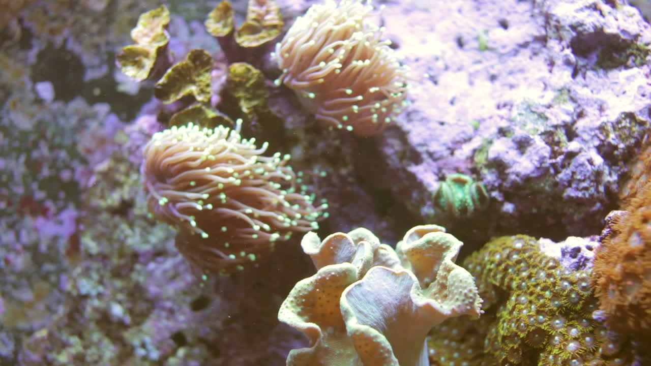Acquario 01