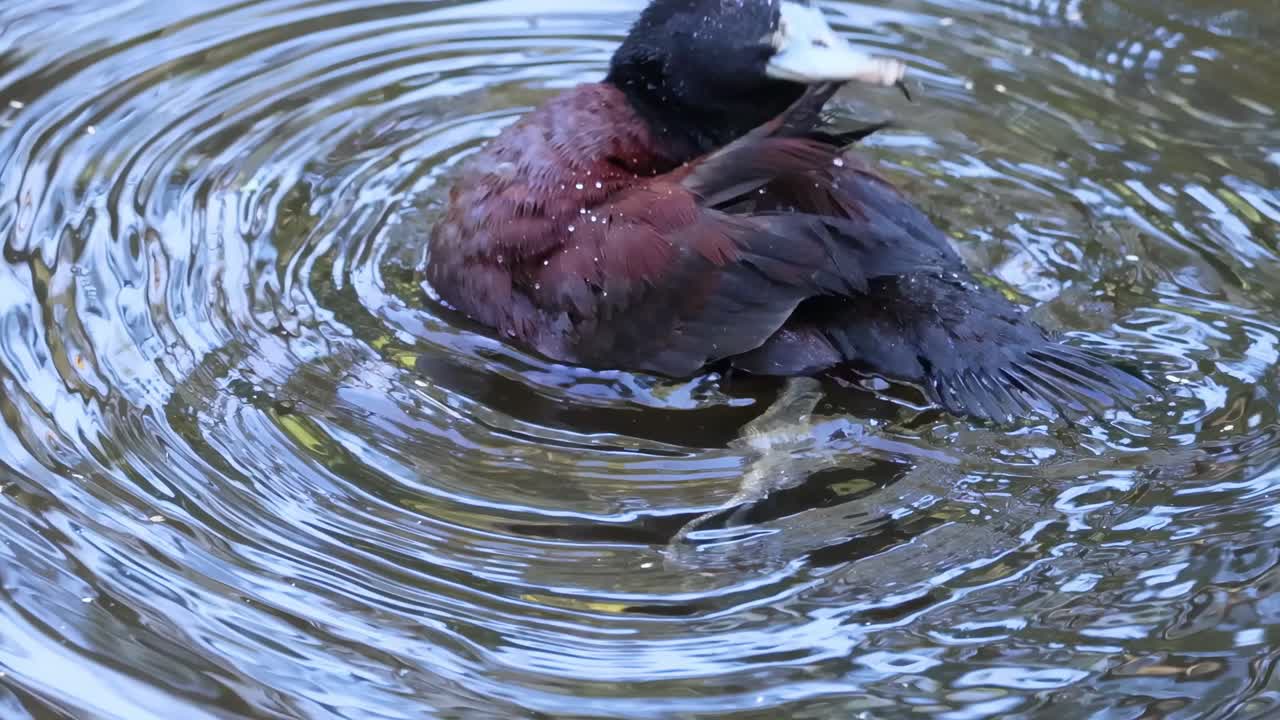 un pato que se limpia en un estanque