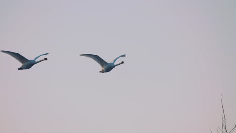 Mute-swan-breeding-pair-flying-overhead-in-urban-setting