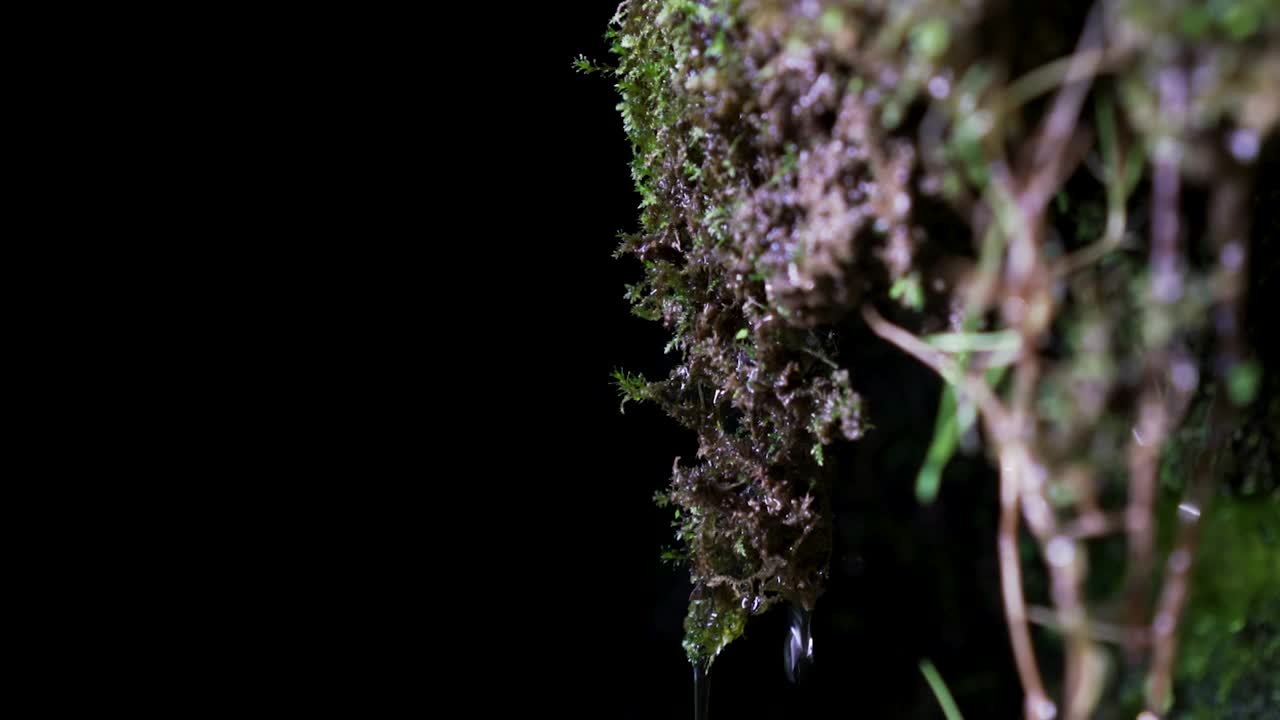 suelo forestal húmedo con gotas de agua que caen, fondo