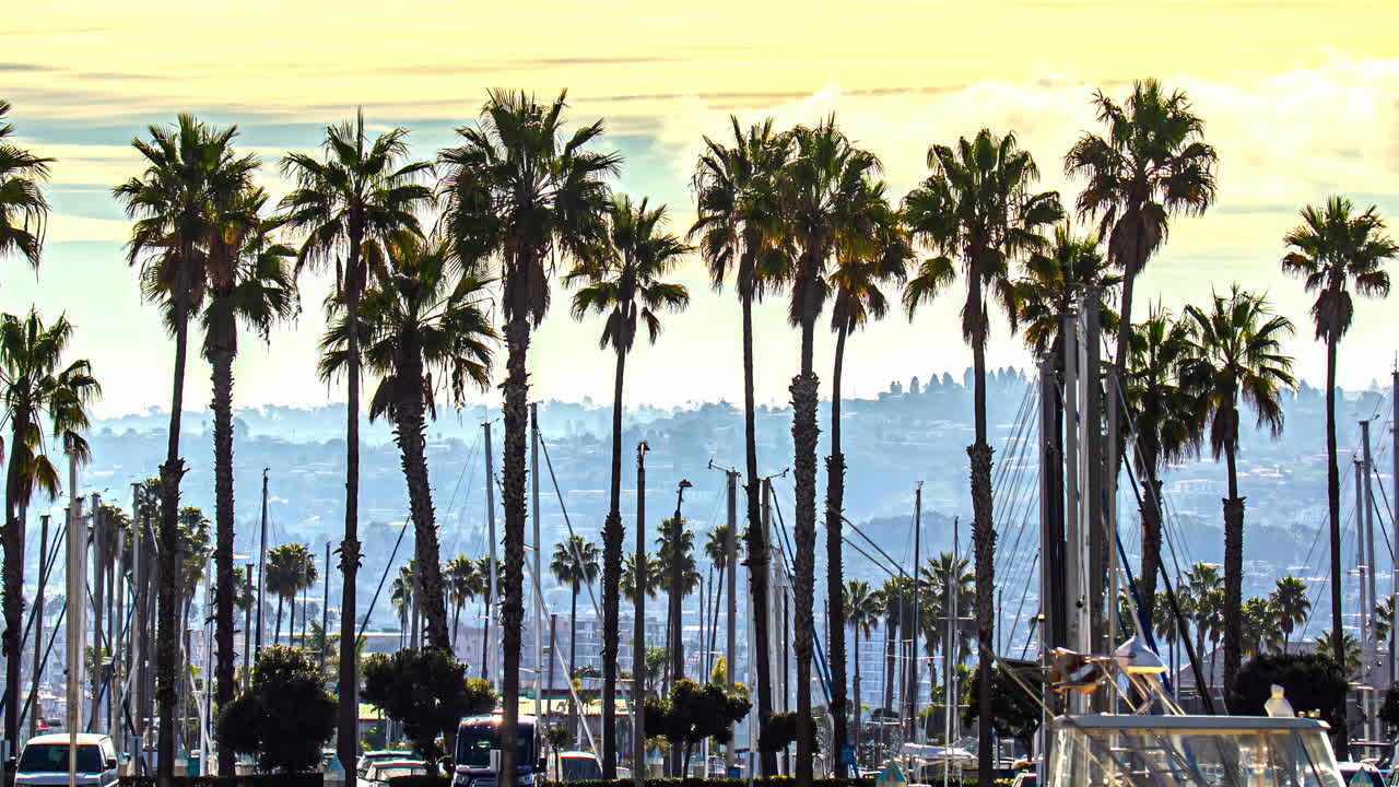 미국 캘리포니아의 마리나에 있는 나무