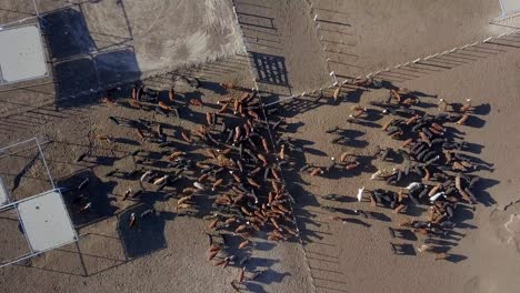 spinning overhead view from a drone of many cows in a corral