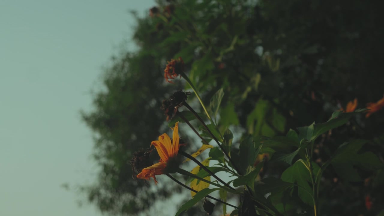 Fiore selvatico giallo che sboccia accanto a un albero frondoso sotto una luce soffusa. Scena floreale naturale che evidenzia la bellezza stagionale, la crescita e la tranquillità all'aperto.