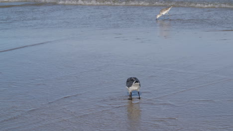 Two-seagulls-walking-in-the-sand-on-the-beach,-slow-motion