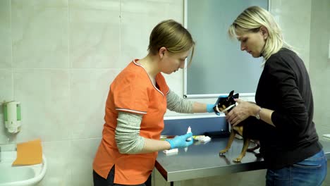 veterinarian ophthalmologist examining eyes of dog