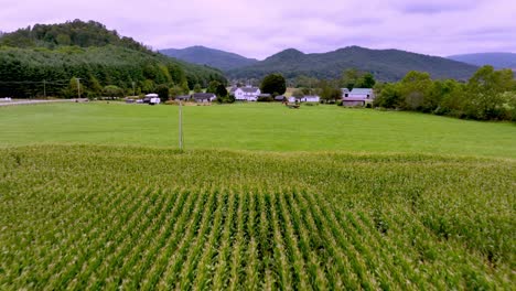 Schnelle-Luftaufnahme-über-Maisernte,-Die-über-Eine-Farm-In-Den-Appalachen-Fliegt