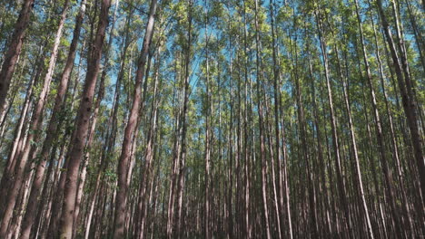 primer plano con inclinación inversa movimiento aéreo sobre densas plantaciones de eucalipto, argentina
