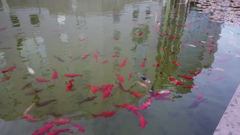 muchos peces rojos nadan en un estanque con agua verde, algunos peces salen a la superficie para comer