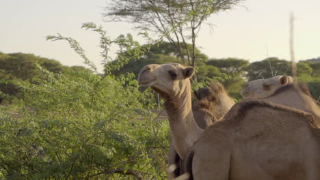 camels in the desert in kenya, africa