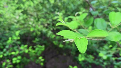 closeup of new green leaves of ber tree swaying gently with the wind