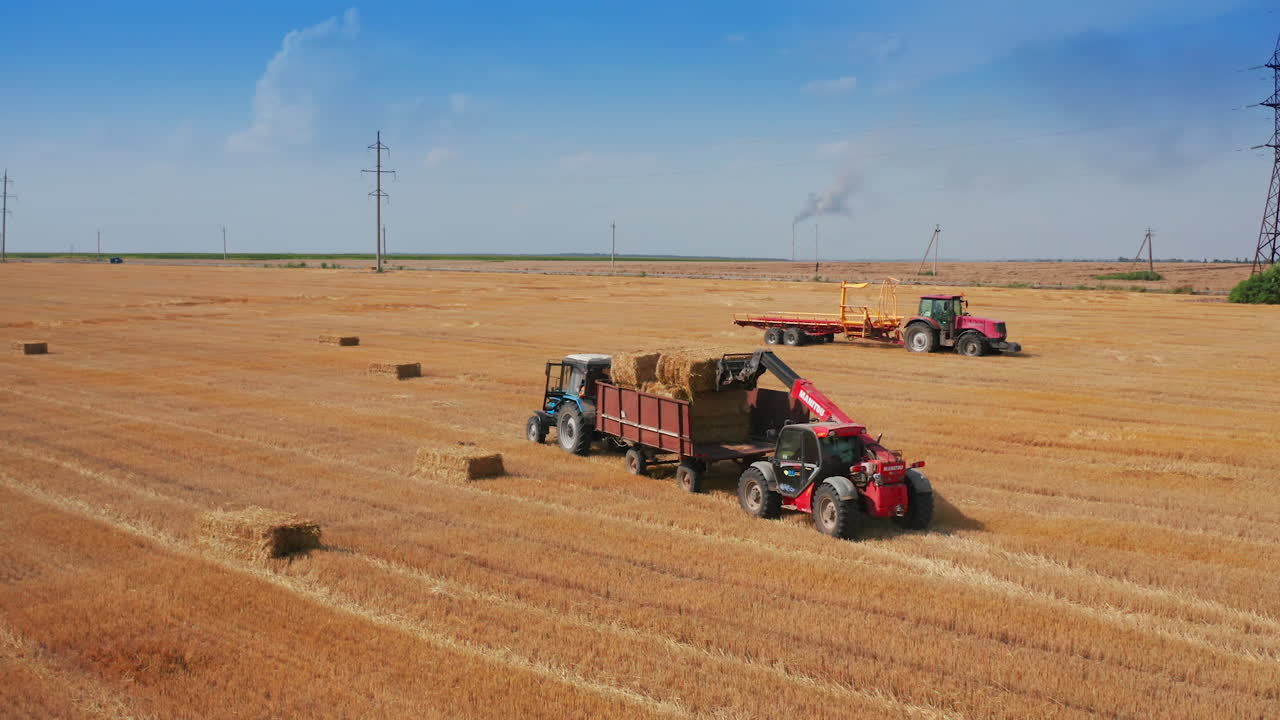 Modern skid steer loader puts straw bales on the tractor machine. Harvesting season in the wheat field. Agricultural vehicle at backdrop.