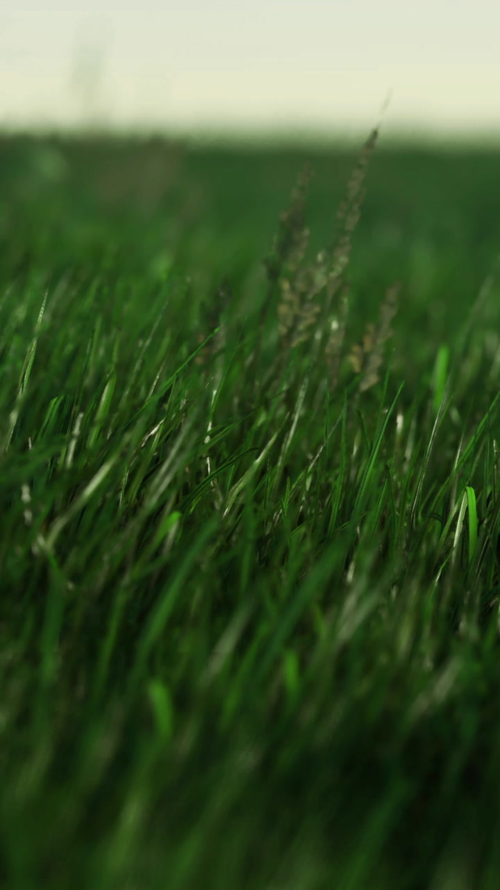 Vibrant blades of grass dancing in the gentle breeze at dawn