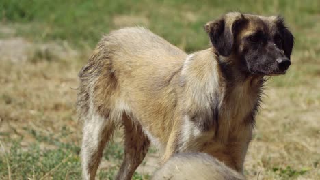 a stray dog stands and licks its lips