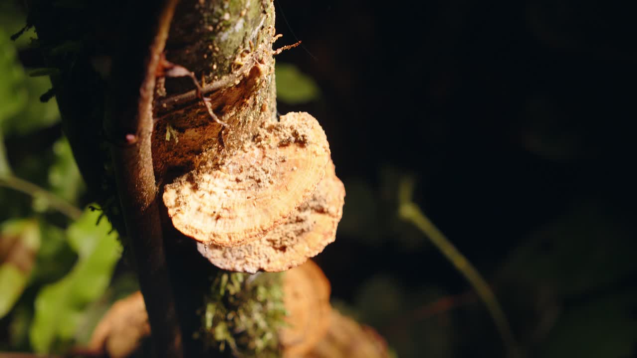 The rainforest breathes as woody bracket fungus releases a swirling pulse of spores under at night
