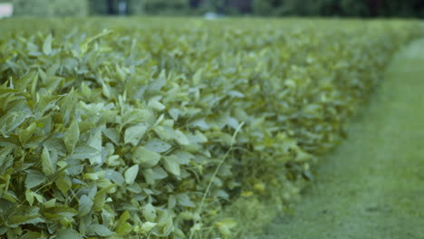 A-row-of-a-bean-field-in-rural-North-Carolina