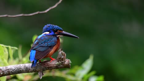 El-Martín-Pescador-De-Orejas-Azules-Es-Un-Pequeño-Martín-Pescador-Que-Se-Encuentra-En-Tailandia-Y-Es-Buscado-Por-Los-Fotógrafos-De-Aves-Debido-A-Sus-Hermosas-Orejas-Azules,-Ya-Que-Es-Una-Pequeña,-Linda-Y-Esponjosa-Bola-De-Plumas-Azules-De-Un-Pájaro