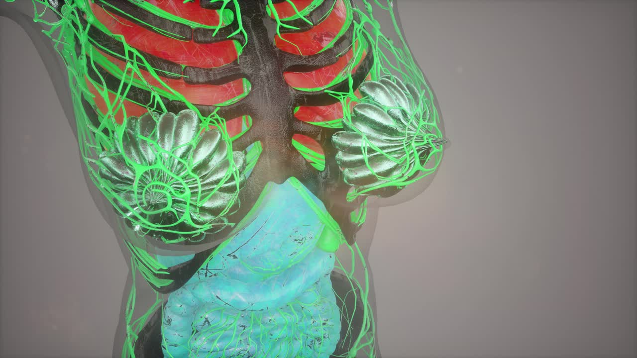 인간 신체 모델 일러스트