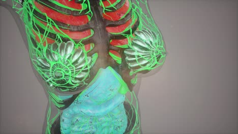 ilustración del modelo del cuerpo humano