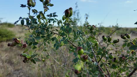 Descubra-Las-Abundantes-Plantas-Silvestres-De-Rosa-Mosqueta-Que-Florecen-Bajo-El-Sol-De-Crimea,-Mostrando-La-Belleza-Resiliente-De-La-Naturaleza-Y-La-Diversidad-De-La-Vegetación-Local.