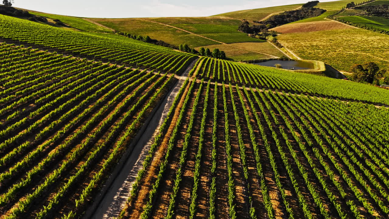 Vista aerea di rigogliosi filari di vigneti verdi su dolci colline