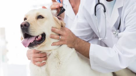 veterinario masculino y femenino haciendo un chequeo de salud al perro mascota golden retriever