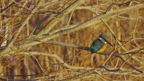 Kingfisher-sleeping-on-a-branch,-Veluwe-National-Park,-Netherlands,-close-up