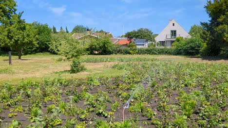 4k 60fps 19th century swedish house with a large garden and a sprinkler system watering the crops - panning shot