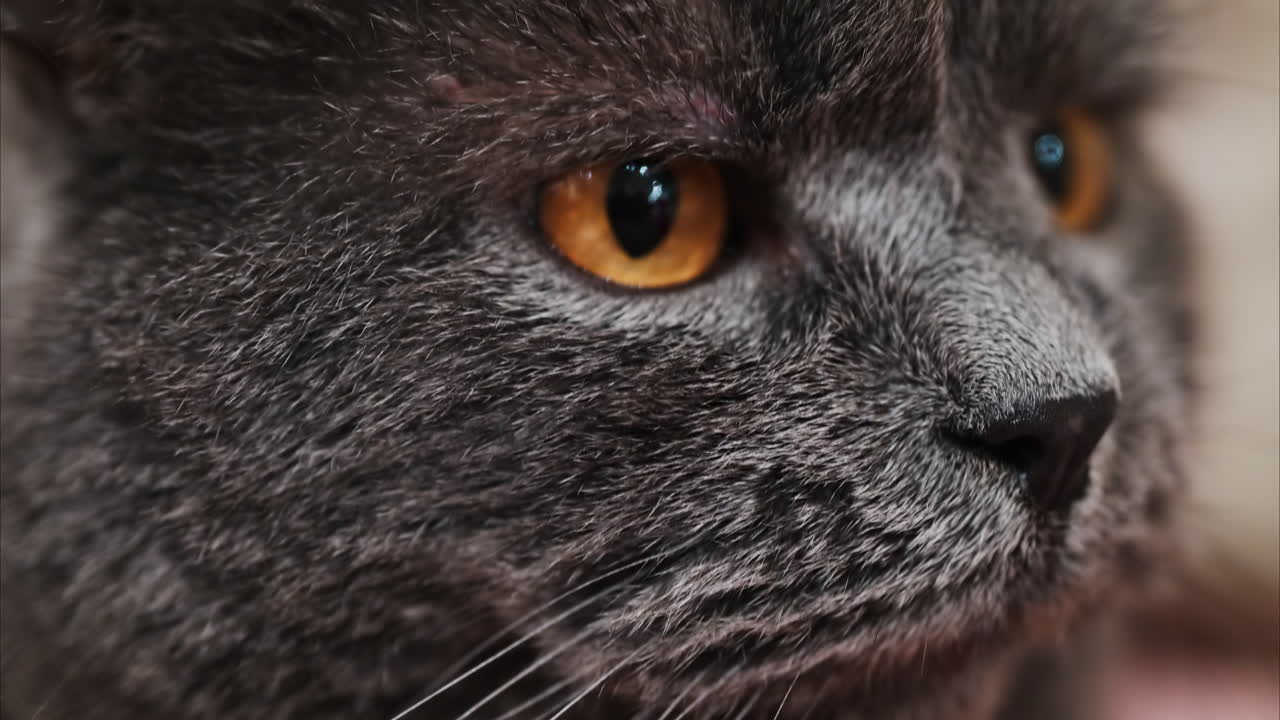 Close up of a British Shorthair cat with orange eyes