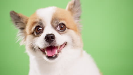 primer plano de un pequeño, divertido y enérgico perro cervatillo y de color blanco, cachorro, sentado en una alfombra de algodón rosa sobre un fondo verde