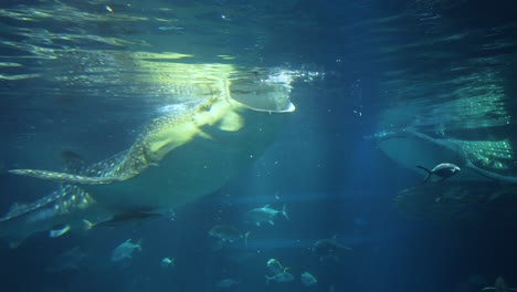 whale shark swimming peacefully among smaller fish