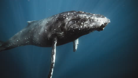 humpback whale glistens with light rays as it lifts pectoral fins raising head to surface meeting reflection