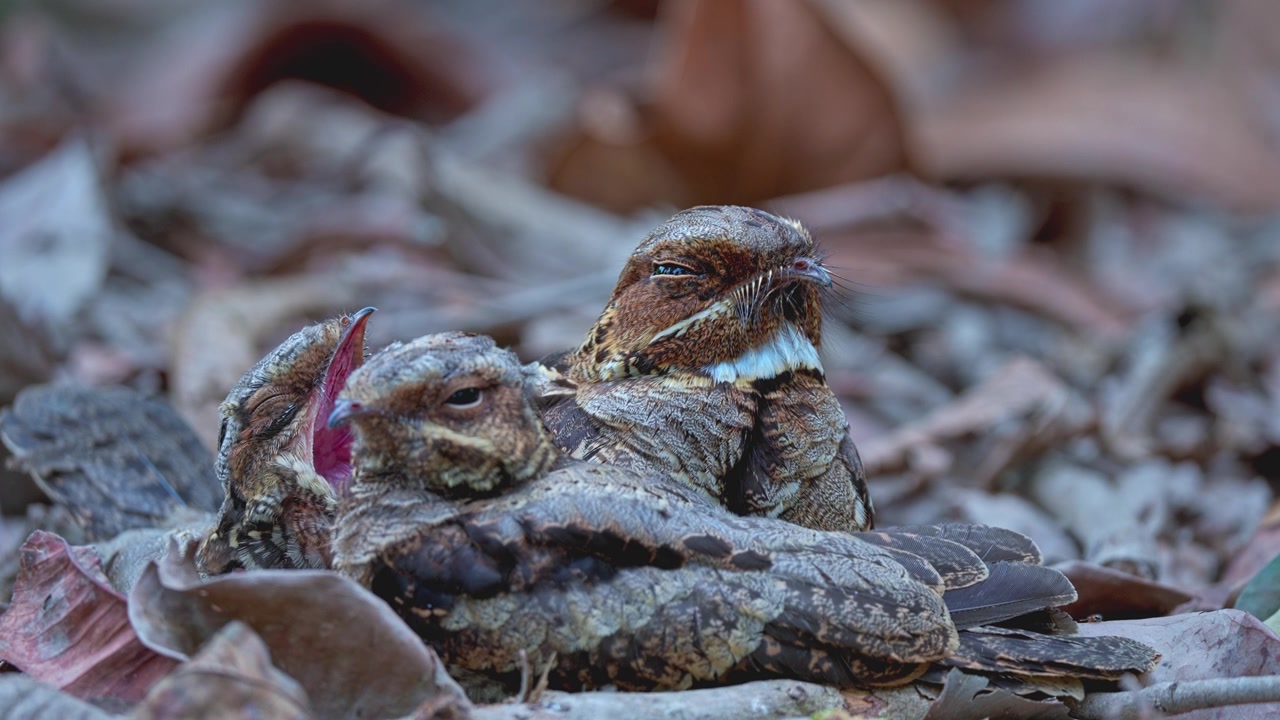 Un succiacapre dalla coda lunga con i suoi pulcini si riposa in mimetismo naturale in un habitat boschivo. Primo piano