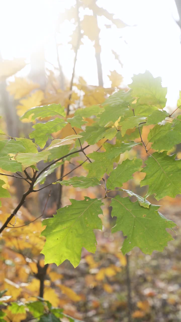 숲 속의 노란 잎
