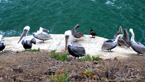 pelicans along a cliff in san diego, california