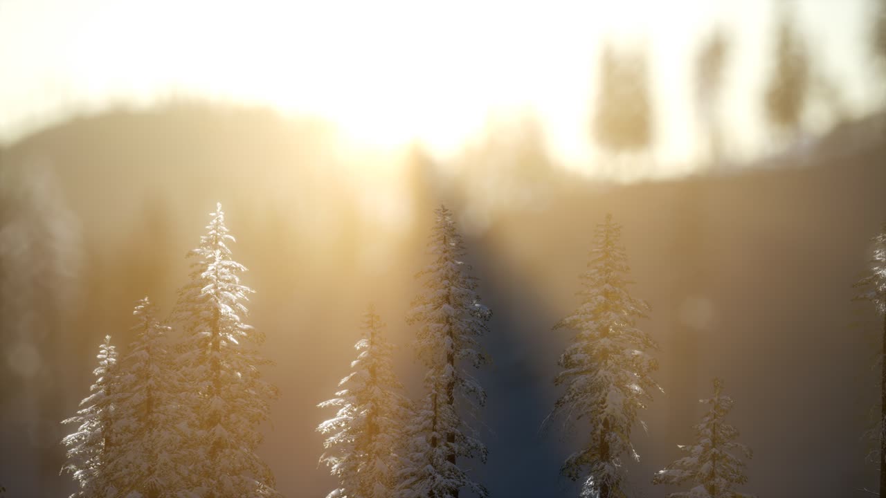 산의 숲에서 화려한 크리스마스 장면. 다채로운 겨울 해가 뜨는