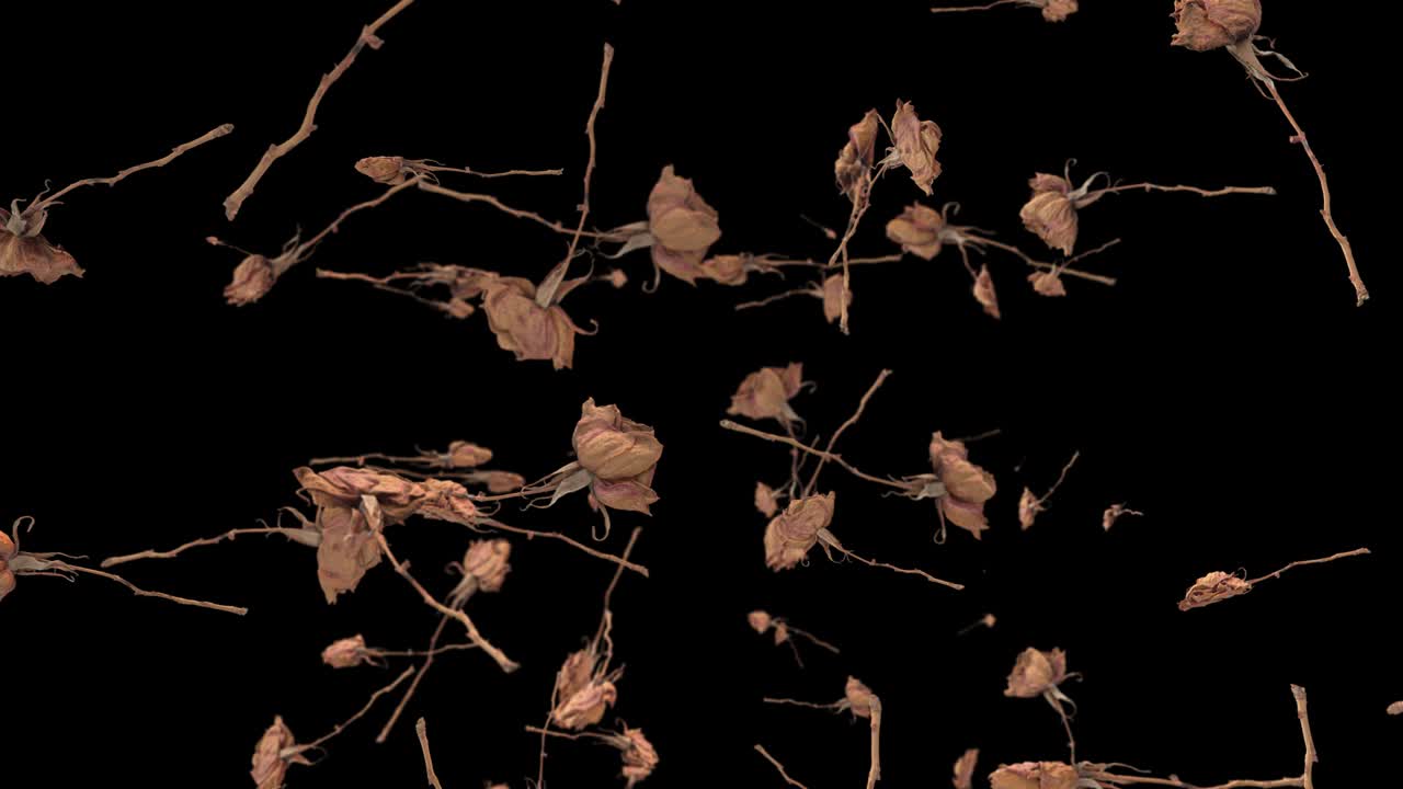 플라이인 로즈 4k