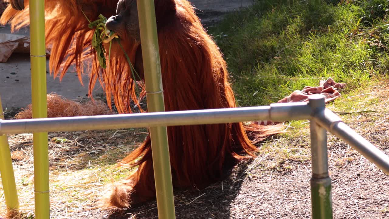 орангутан ест и взаимодействует с окружением