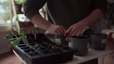 filling pots with soil for seedling transplant