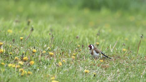 European-goldfinch-eating-dandelion-and-other-seeds-on-the-ground