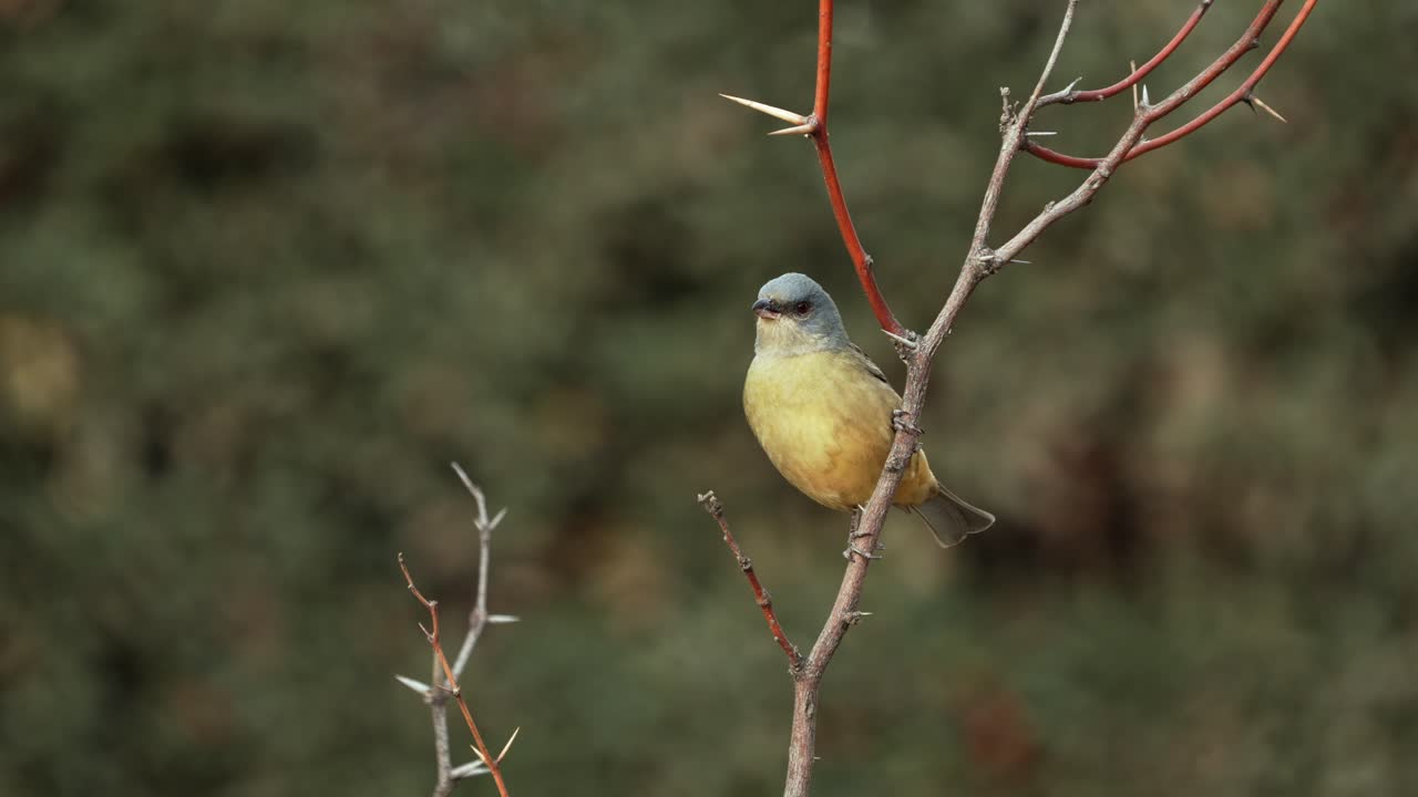 Static shot of a Naranjero (Rauenia bonariensis) perched on a branch in its natural habitat with soft background and natural light and then taking flight