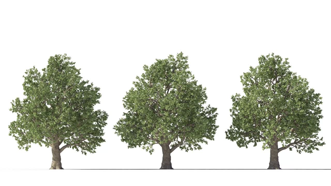 Tree on a white background with matte alpha