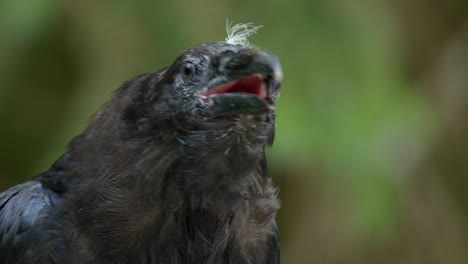 closeup vocal raven bird against defocused green walks out of frame