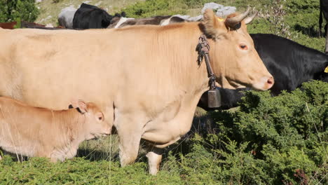 Vacas-En-Las-Montañas-Pastando